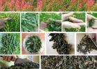 Русская гордость иван-чай или всё о растении: как выглядит и где растёт Выглядит цветок иван чай