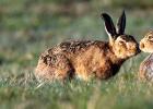 Как разговаривают зайцы: интересные факты